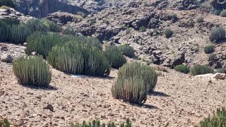 2024-02-GranCan-Playa Del Aguila-Trek-71.jpg